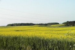 PIC02306.JPG